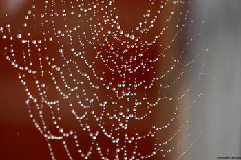 Droplets on spiders web front This is a still life photograph taken in the early afternoon during the autumn season, focusing on a spider's web covered in droplets of water. The main subject is the intricate structure of the spiders web, with each droplet accentuating the delicate silk strands. The background is softly blurred, drawing attention to the web itself and the presence of water on its surface. This image illustrates a natural moment highlighting the interaction between animals, specifically spiders, and their environment. The photograph captures the essence of nature with an emphasis on the spiders web and the effect of water droplets, showcasing the artistry and function of spiders within their habitat.
